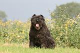 BOUVIER DES FLANDRES 395